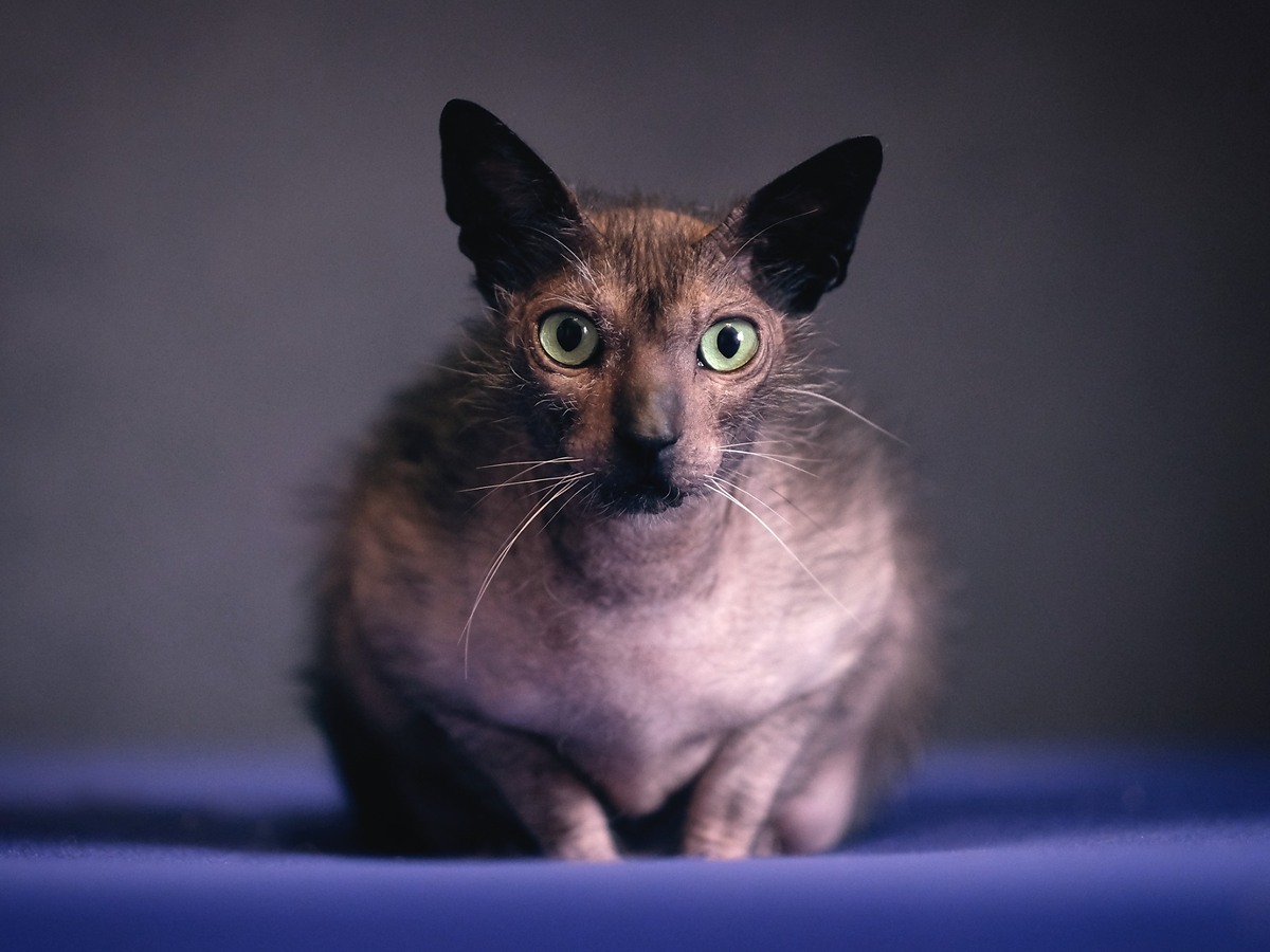 Detail srsti a výrazu mačky lykoi